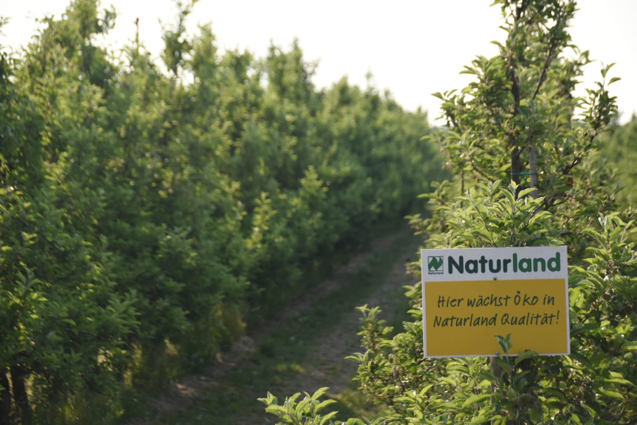 Obstpflücke, Plantagen Nagelhof