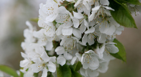 Obstblüte Nagelhof